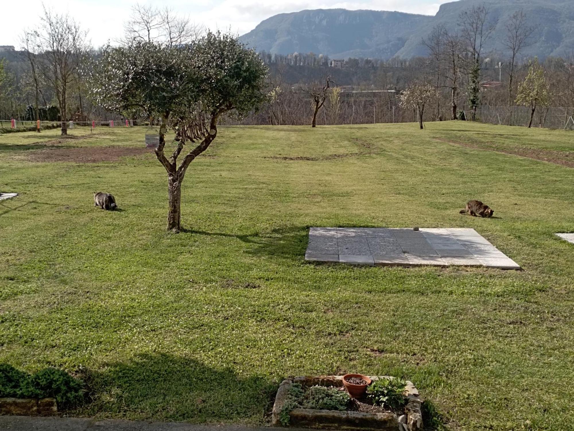 Affittacamere La Foresta Di Sopra Barga Exteriör bild